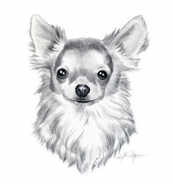 Drawings Of Chihuahuas Chihuahua Clipart Pencil Drawing - Pencil And ...
