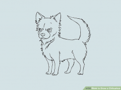 How to Draw a Chihuahua (with Pictures) - wikiHow
