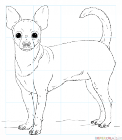 How to draw a chihuahua | Step by step Drawing tutorials