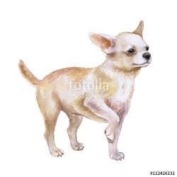 Watercolor closeup portrait of chihuahua dog isolated on white ...