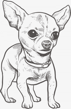 Hand Drawn Chihuahua, Vector Png, Ji Wawa, Hand Painted Puppy PNG ...