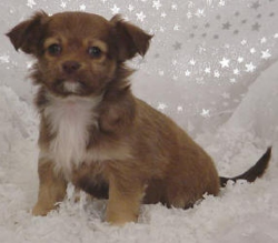 Long hair chihuahua puppies- long haired chihuahua puppies for sale ...