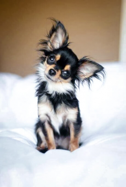 Chihuahua Puppies: Types, Temperament, How to's