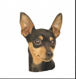 Miniature Pinscher Dog HEAT PRESS TRANSFER for T Shirt Tote ...