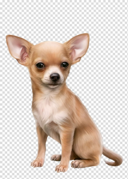 Chihuahua Russkiy Toy English Toy Terrier Puppy Dog breed ...