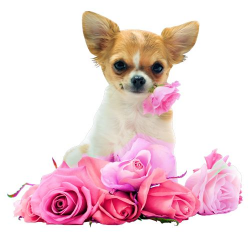 457 best CHIHUAHUA Clipart images on Pinterest | Acrylics, Adorable ...