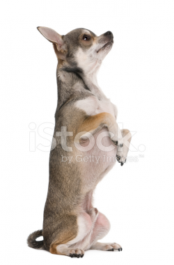 Side View of Chihuahua on Hind Legs and Looking Stock Photos ...