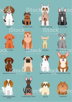 cute sitting small dog breed. | Dog breeds, Vector art and Royalty
