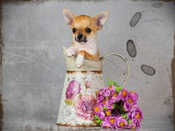Chihuahua Jack Russel Mix Welpen | Pets | Pinterest | Teacup ...