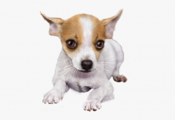 Chihuahua Clipart Tiny Dog - Tubes Pet Png #2186438 - Free ...