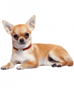Chihuahua Lying Down transparent PNG - StickPNG