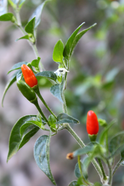 Pequin pepper - Wikipedia