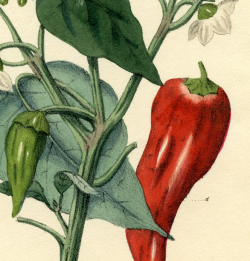 Chili Pepper Botanical Printable - The Graphics Fairy