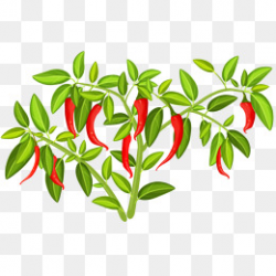 Chilli Pepper PNG Images | Vectors and PSD Files | Free Download on ...