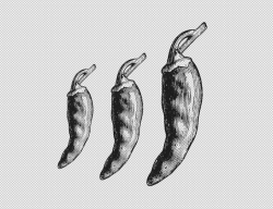 Chili Peppers Illustration Chilis Graphic Chili Peppers