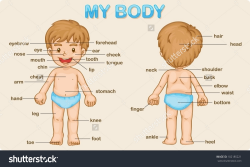 The Parts Of Body In English Body Parts - Miss Amy's English ...
