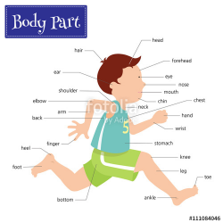 Name of body parts that can be seen externally. Captions on a boy ...