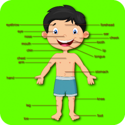 Amazon.com: Teach Body Parts To Preschoolers And Toddlers - 1 To 5 ...