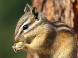 Free photo Chipmunk Eat Animal Nature Forest - Max Pixel