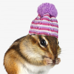 Hat Chipmunk, Chipmunk, Hat, Pet PNG Image and Clipart for Free Download
