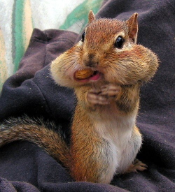 22 best Nuts! images on Pinterest | Squirrels, Squirrel and Red squirrel
