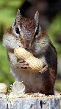 112 best Chipmunk images on Pinterest | Squirrels, Chipmunks and ...
