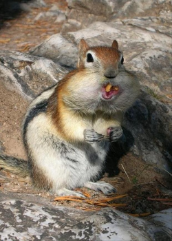 112 best Chipmunk images on Pinterest | Squirrels, Chipmunks and ...