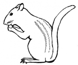 Chipmunk Eat Nut coloring page | Free Printable Coloring Pages