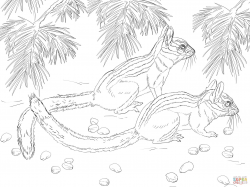 Long Eared Chipmunk coloring page | Free Printable Coloring Pages