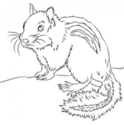 Chipmunks coloring pages | Free Coloring Pages