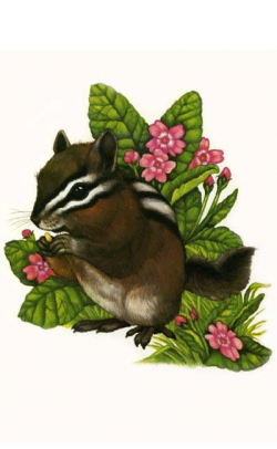 210 best Chipmunk & Squirrel images on Pinterest | Art paintings ...