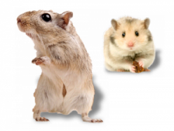 Hamster & Gerbil | Small World