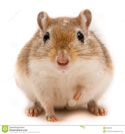 Stock Photography: Gerbil. | Clipart Panda - Free Clipart Images