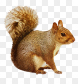 Squirrel PNG and PSD Free Download - Scratte Sid Clip art - Ice Age ...