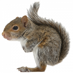 Pestline Squirrel Control, Squirrel Elimination, Squirrel Treatment