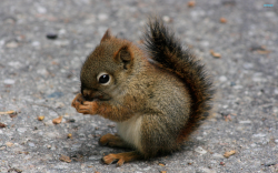 Squirrel Clipart HD Wallpaper, Background Images