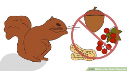 How to Get Rid of Squirrels: 12 Steps (with Pictures) - wikiHow