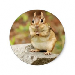 19 best Chipmunk images on Pinterest | Squirrels, Squirrel and Clip art