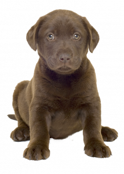 Dog Clipart Best Png #22664 - Free Icons and PNG Backgrounds