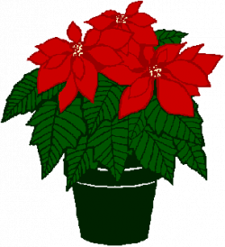 Free Christmas Poinsettia Clipart, Download Free Clip Art, Free Clip ...