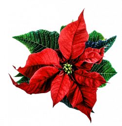 Christmas flower png