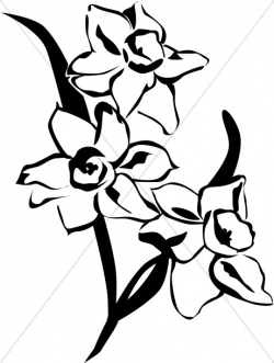 Spring Daffodils Black and White | Church Flower Clipart