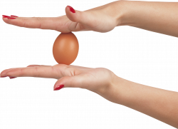 Two Hand Holding Egg | Isolated Stock Photo by noBACKS.com