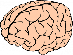 Human Brain Clipart at GetDrawings.com | Free for personal use Human ...