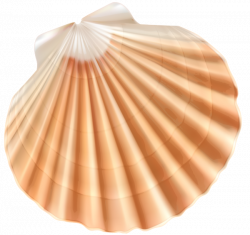 Sea Shell PNG Clipart Image | ClipArt | Pinterest | Clipart images ...