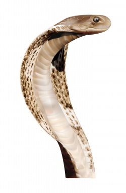 Circle Snake transparent PNG - StickPNG