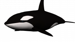Whale PNG | Killer whales | Pinterest | Killer whales and Animal