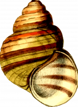 Clipart - Sea shell 21