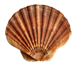Sea Ocean Shell PNG Image - PurePNG | Free transparent CC0 PNG Image ...