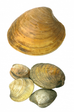 Transparent Seashells PNG Picture | Gallery Yopriceville - High ...